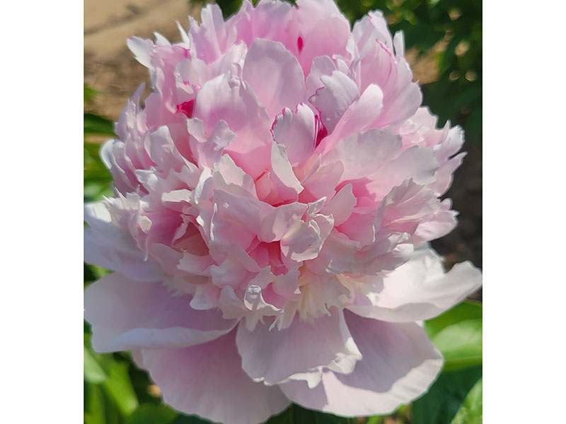 天 使的臉頰 中期 花徑極大 香味濃
